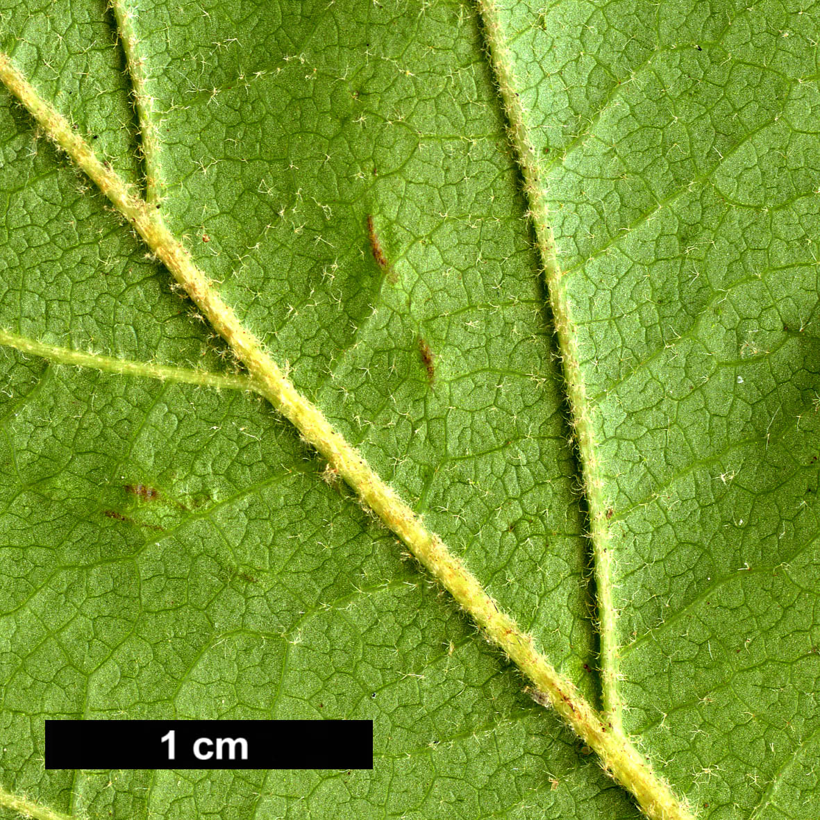 High resolution image: Family: Hamamelidaceae - Genus: Hamamelis - Taxon: vernalis - SpeciesSub: f. tomentella